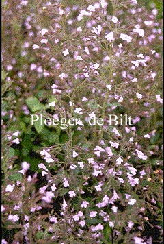 Calamintha nepeta 'Blue Cloud'