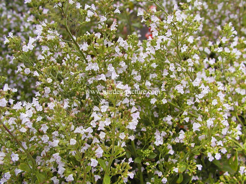Calamintha nepeta