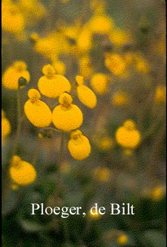 Calceolaria biflora (71413)