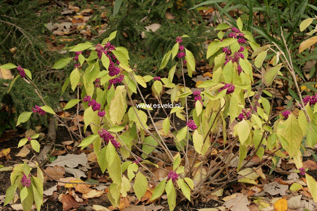 Callicarpa americana