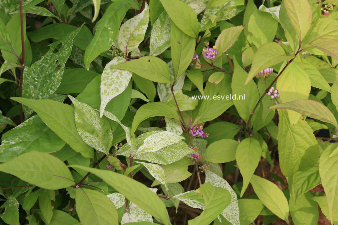 Callicarpa japonica 'Koshima no homate'