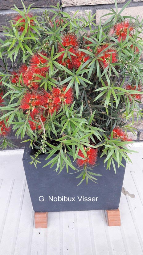 Callistemon masotti 'Mini Red'