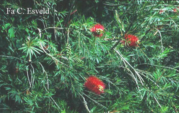 Callistemon rigidus (4279)