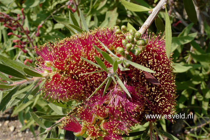 Callistemon rugulosus