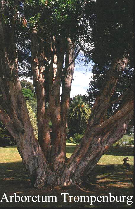 Callistemon salignus Callistemon salignus