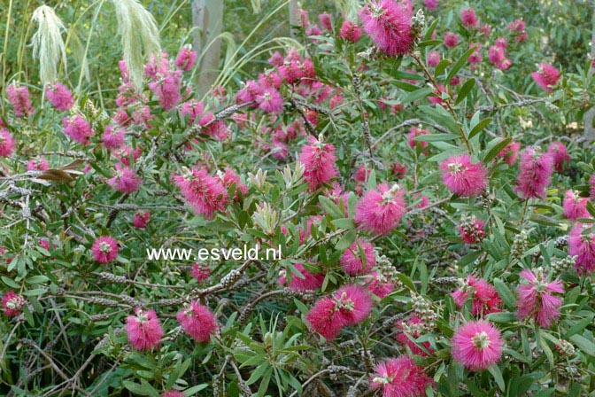 Callistemon viminalis 'Captain Cook'