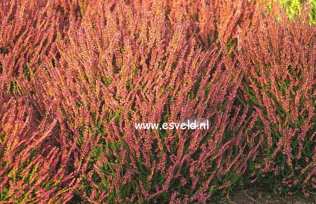 Calluna vulgaris 'Allegro'
