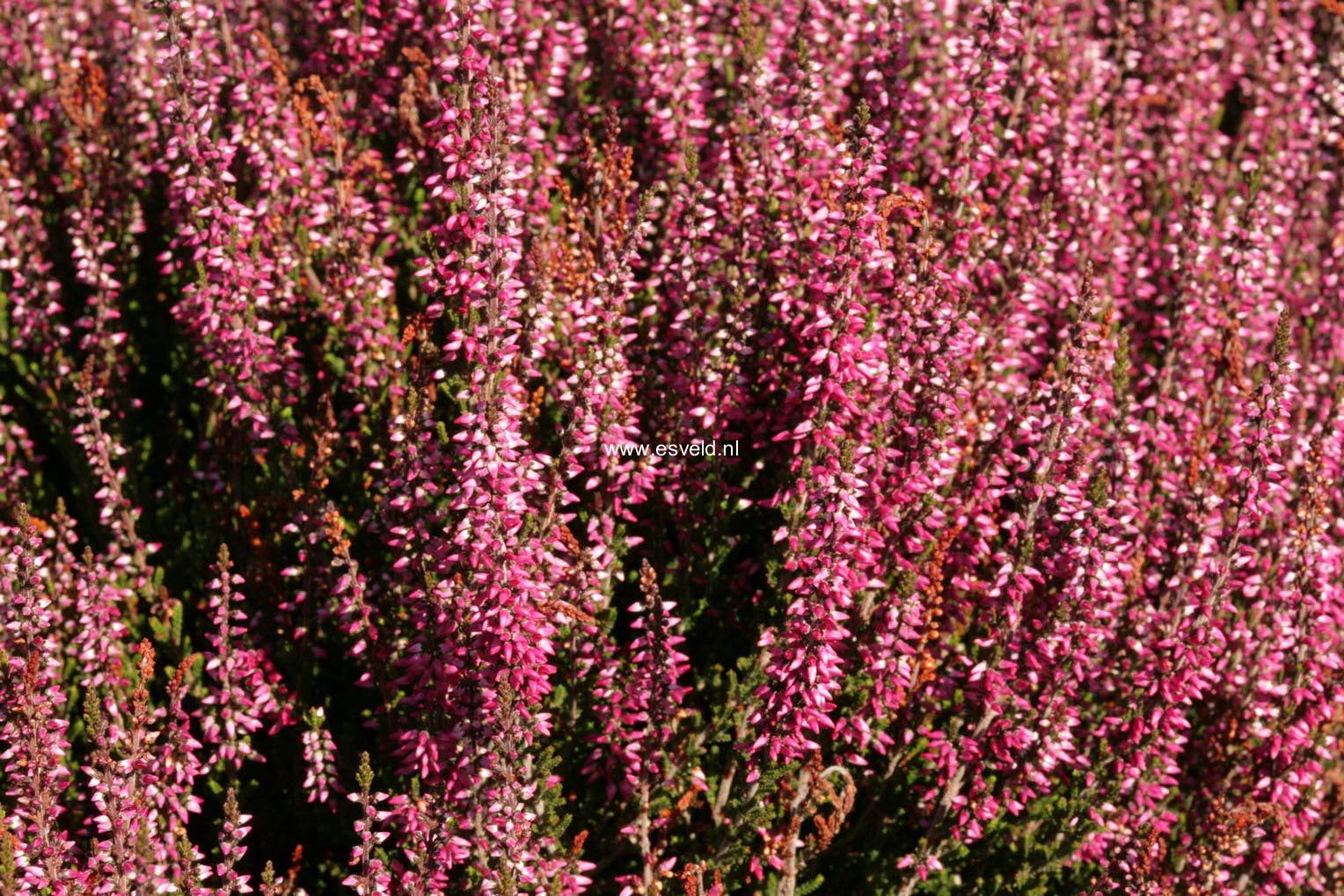 Calluna vulgaris 'Amethyst' (GARDEN GIRLS)