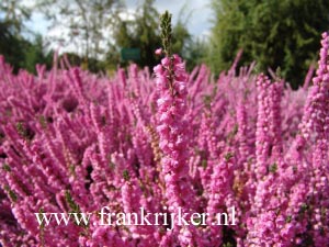 Calluna vulgaris 'Annemarie'