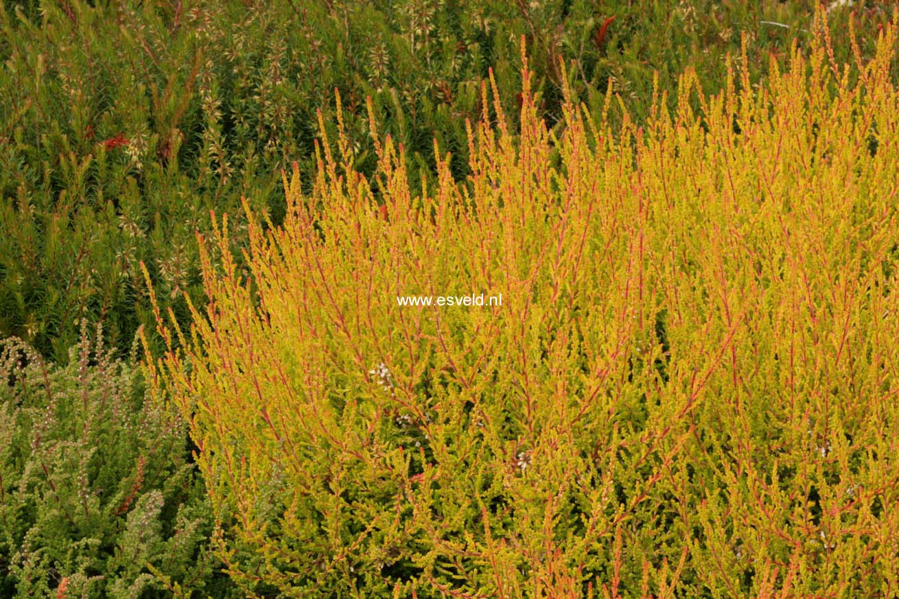 Calluna vulgaris 'Bonita' (GARDEN GIRLS)