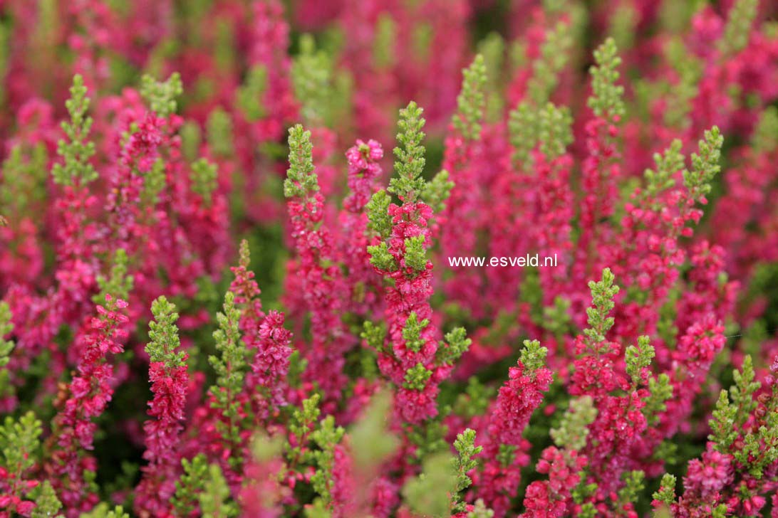Calluna vulgaris 'Dark Beauty'