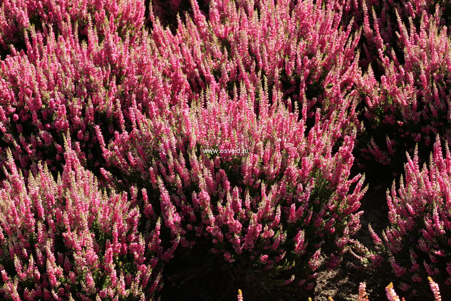 Calluna vulgaris 'Dark Star'