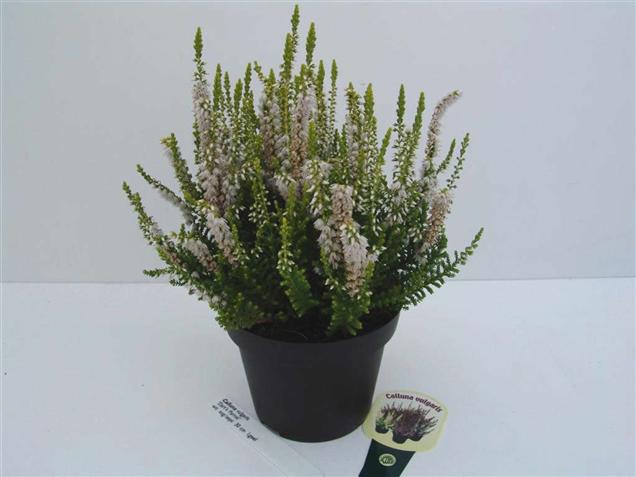 Calluna vulgaris 'Dart's Parrot' (84994)