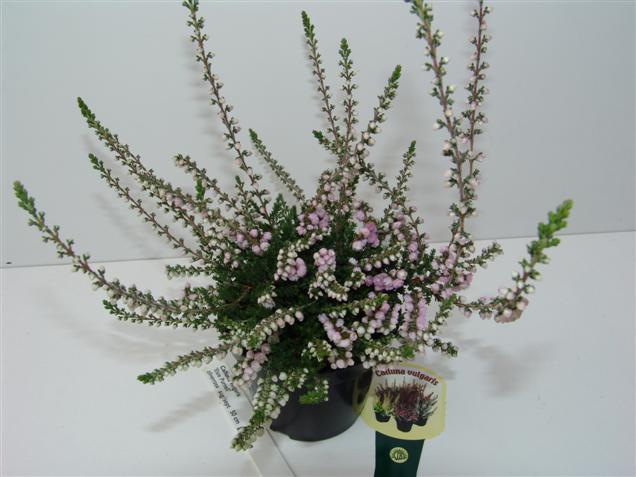 Calluna vulgaris 'Elsie Purnell'