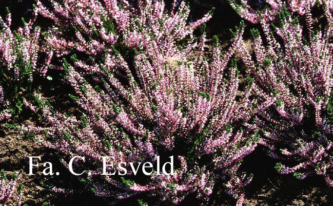 Calluna vulgaris 'Fritz Kirchner'