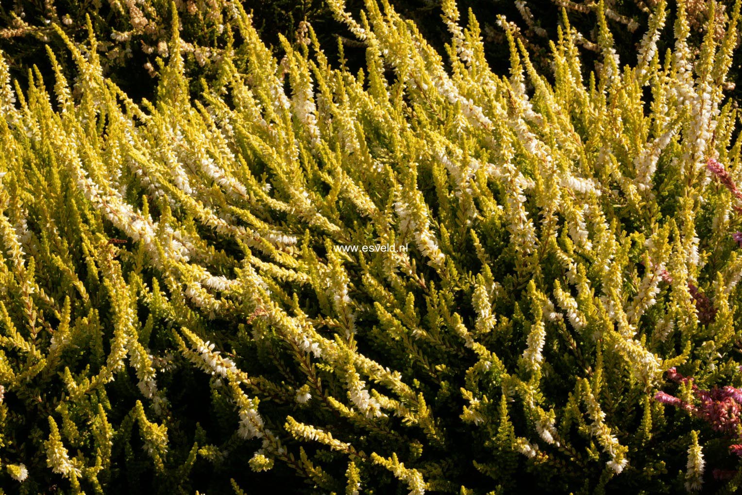 Calluna vulgaris 'Gold Haze'