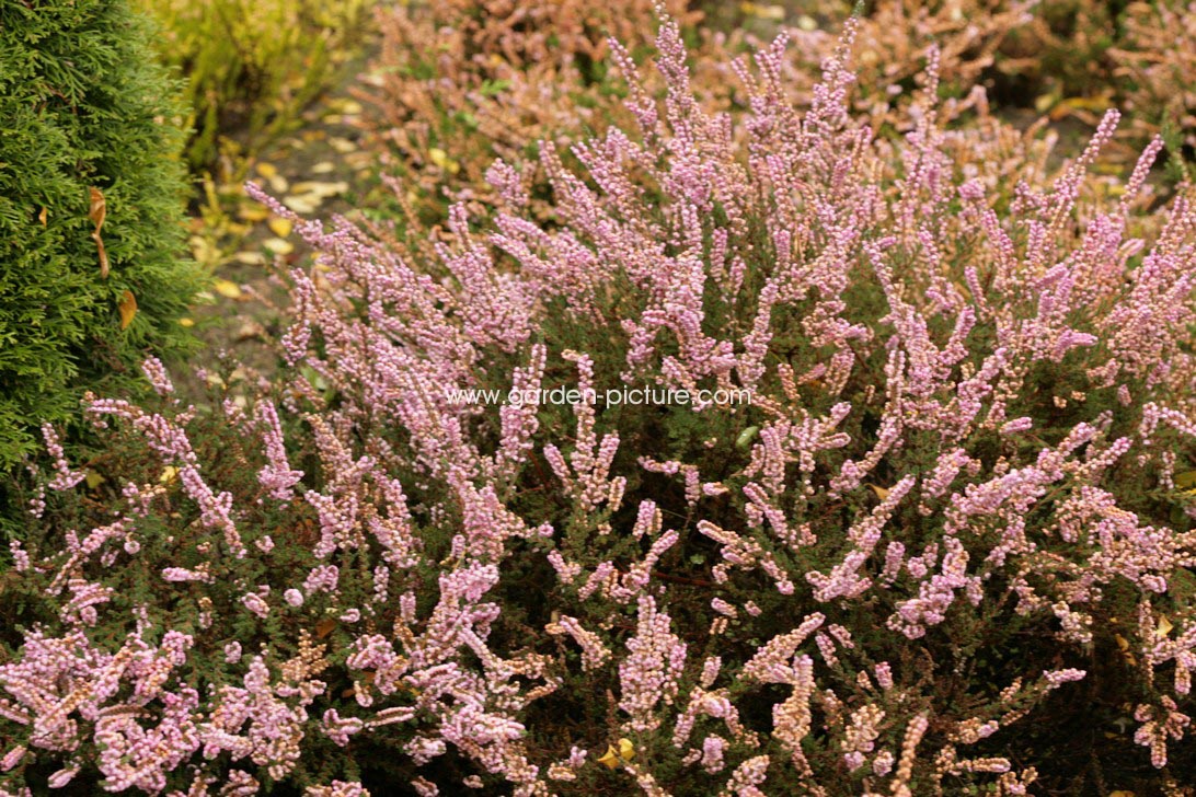 Calluna vulgaris 'H.E. Beale'
