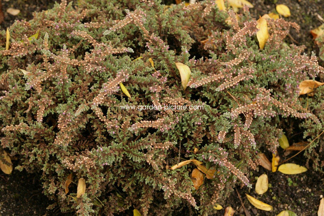 Calluna vulgaris 'Jan Dekker'