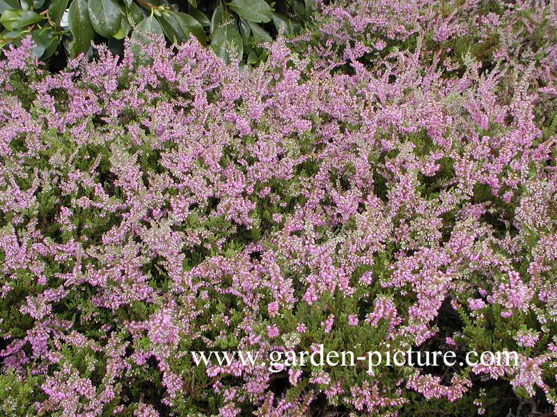Calluna vulgaris 'Mullion'
