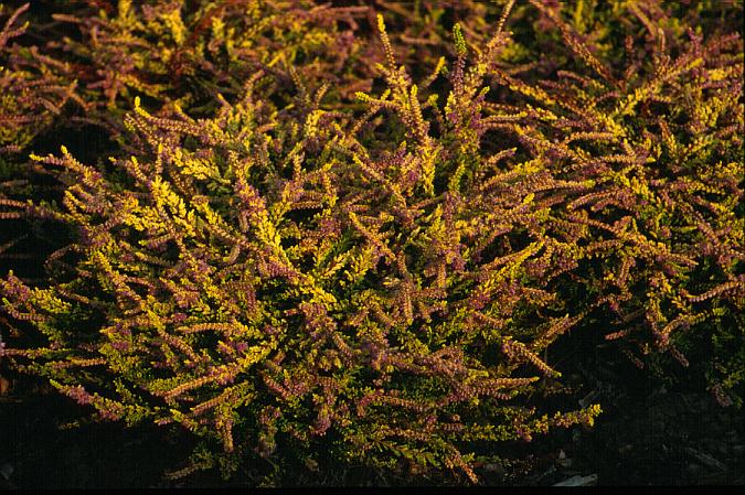 Calluna vulgaris 'Olympic Gold'