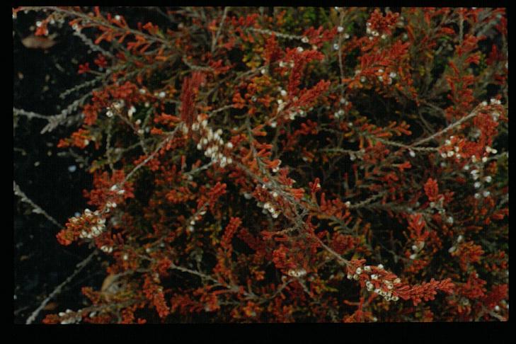 Calluna vulgaris 'Robert Chapman' Calluna vulgaris 'Robert Chapman'