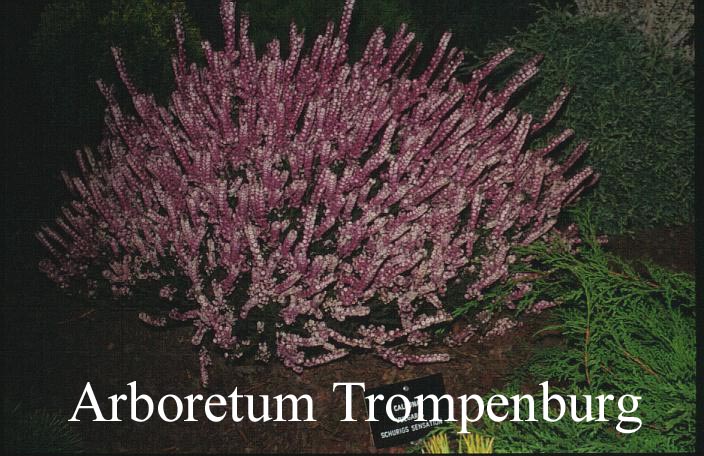 Calluna vulgaris 'Schurig's Sensation'