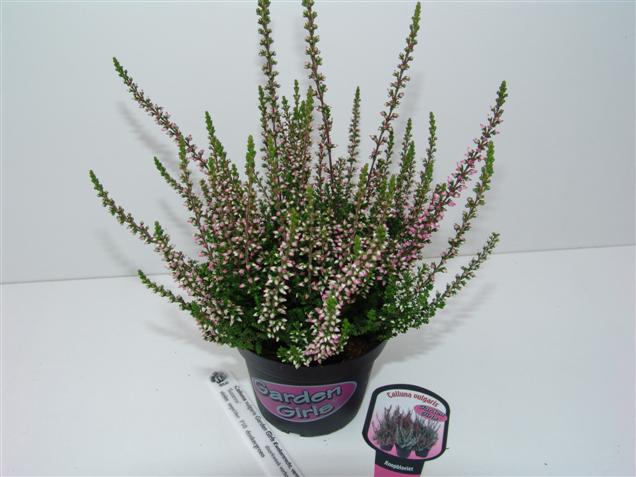 Calluna vulgaris 'Susanne' (GARDEN GIRLS) (84988)