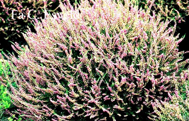 Calluna vulgaris 'Tib' Calluna vulgaris 'Tib'