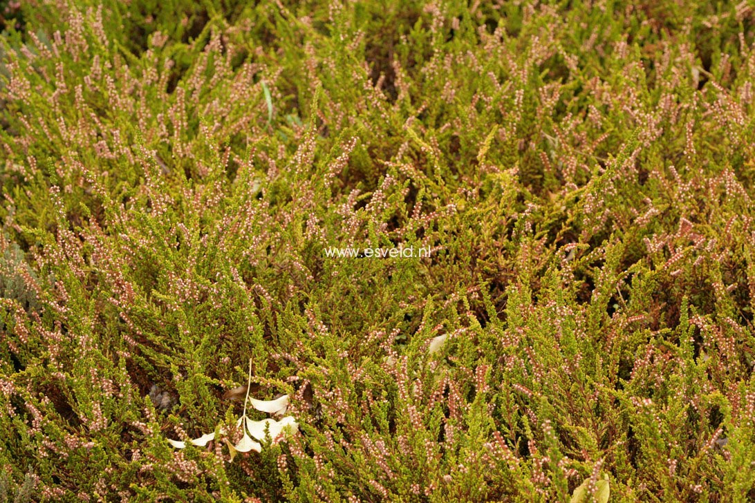 Calluna vulgaris 'Wickwar Flame'