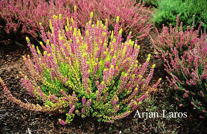 Calluna vulgaris 'Winter Chocolate'