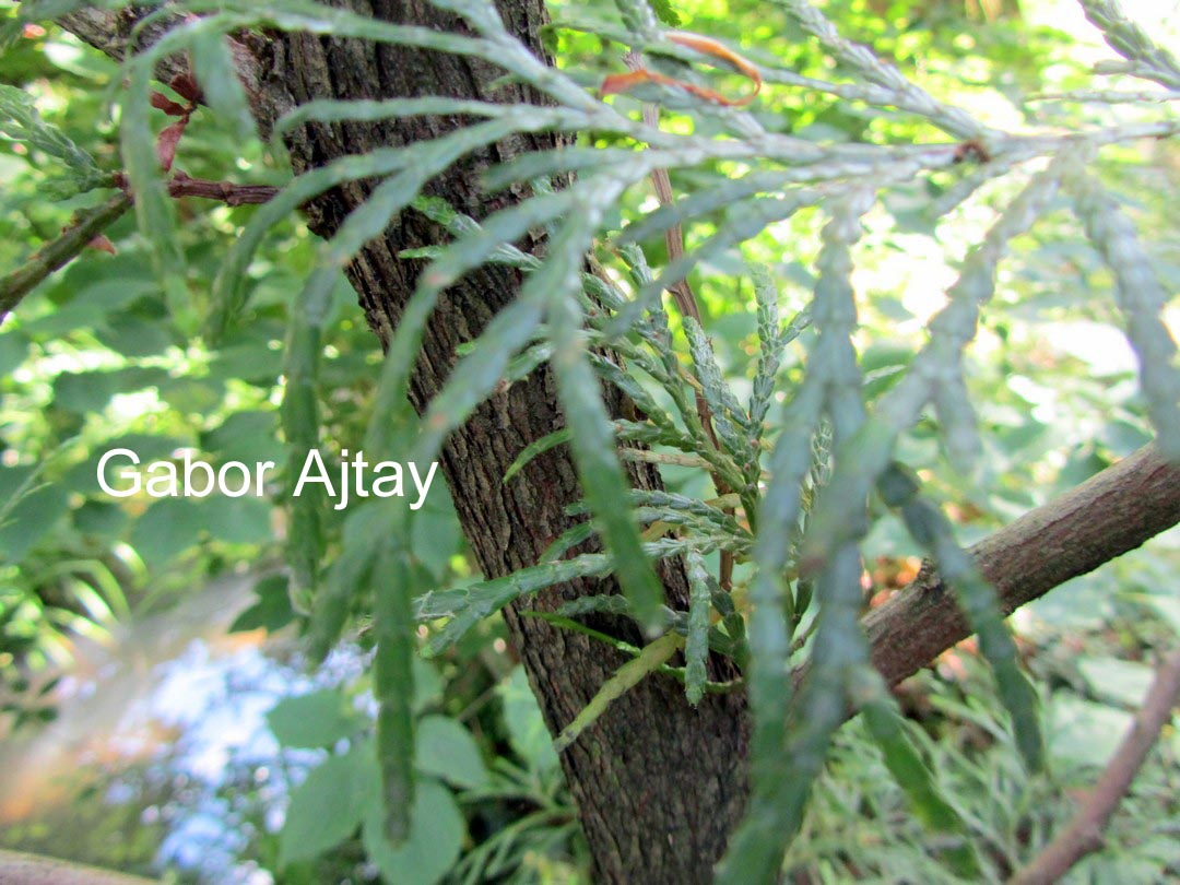 Calocedrus formosana