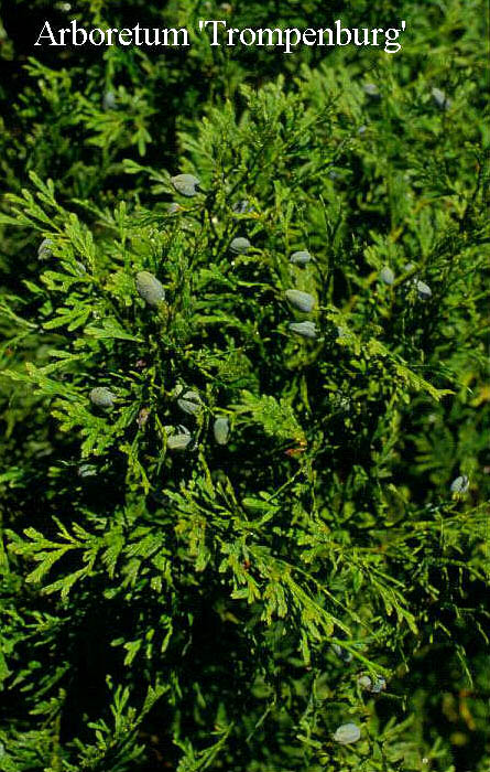 Calocedrus macrolepis