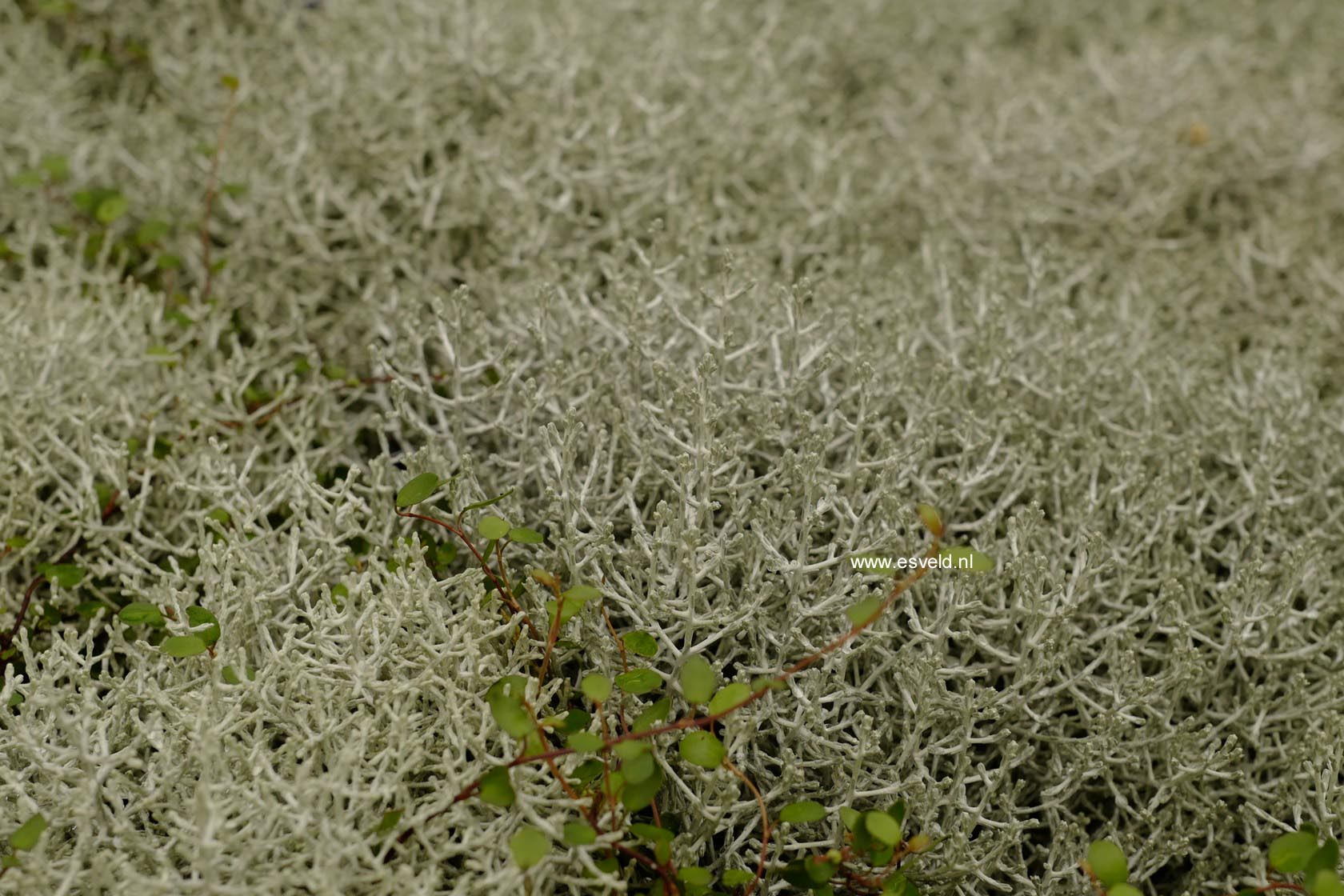 Calocephalus brownii