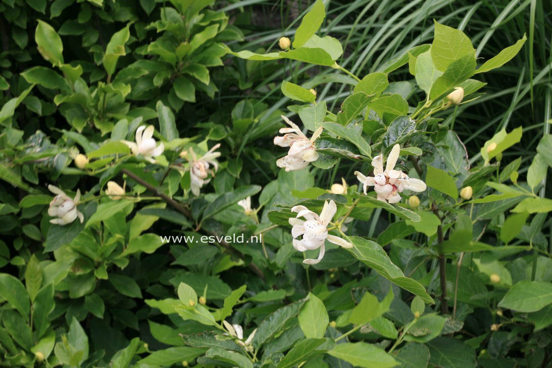 Calycanthus 'Venus'