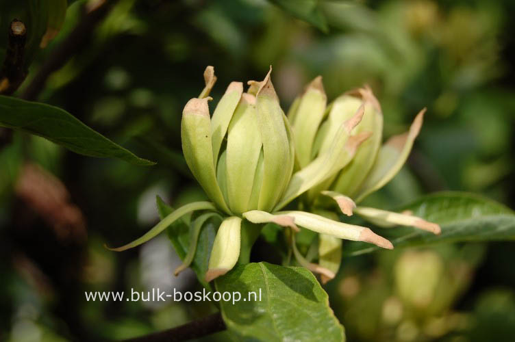 Calycanthus floridus 'Athens'