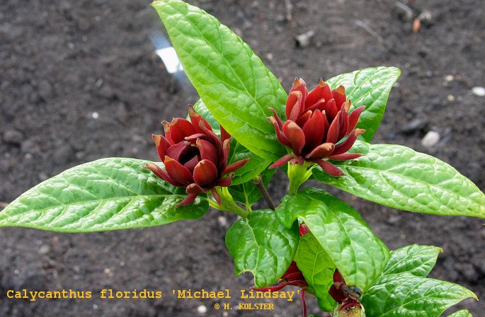 Calycanthus floridus 'Michael Lindsay' (79210)