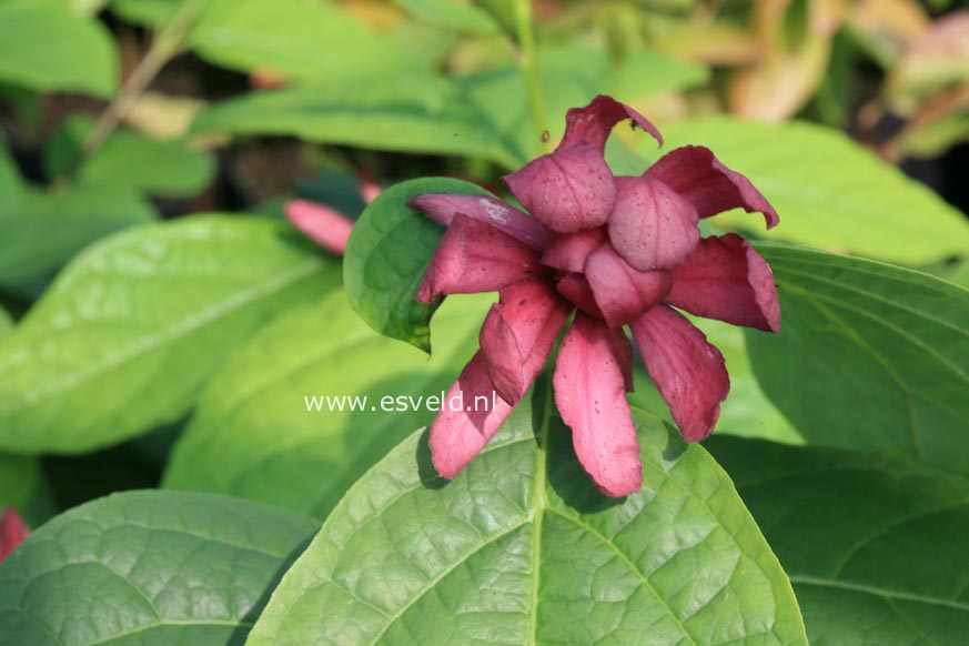 Calycanthus raulstonii 'Hartlage Wine'
