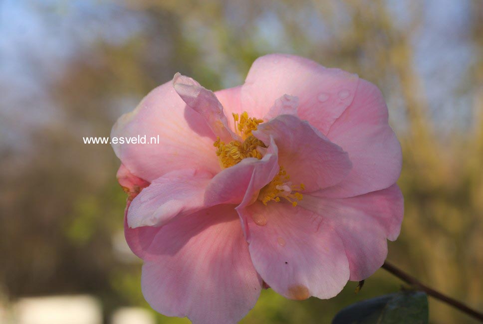 Camellia 'Arctic Dawn'