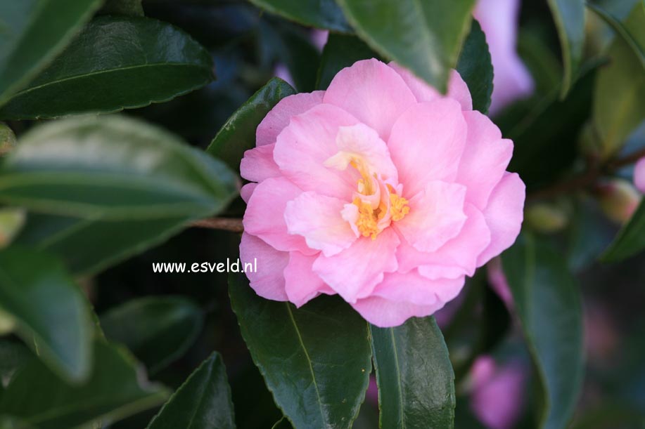 Camellia 'Ashton's Ballet'