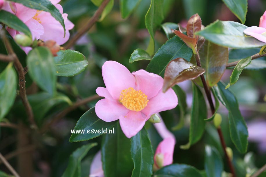 Camellia 'Ashton's Pride' Camellia 'Ashton's Pride'