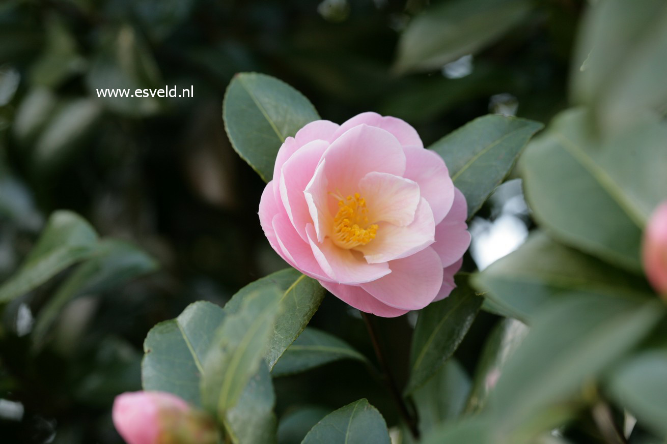 Camellia 'Barbara Clark'