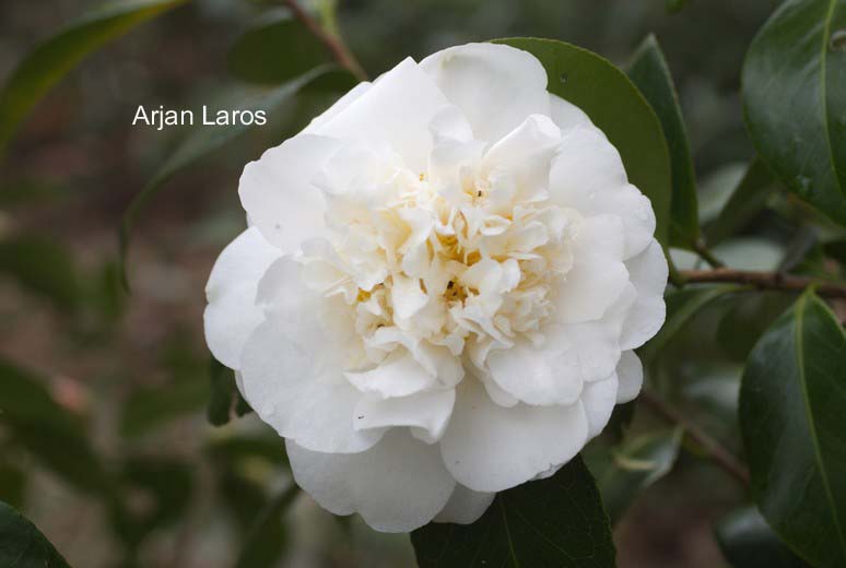 Camellia 'Cream Puff'