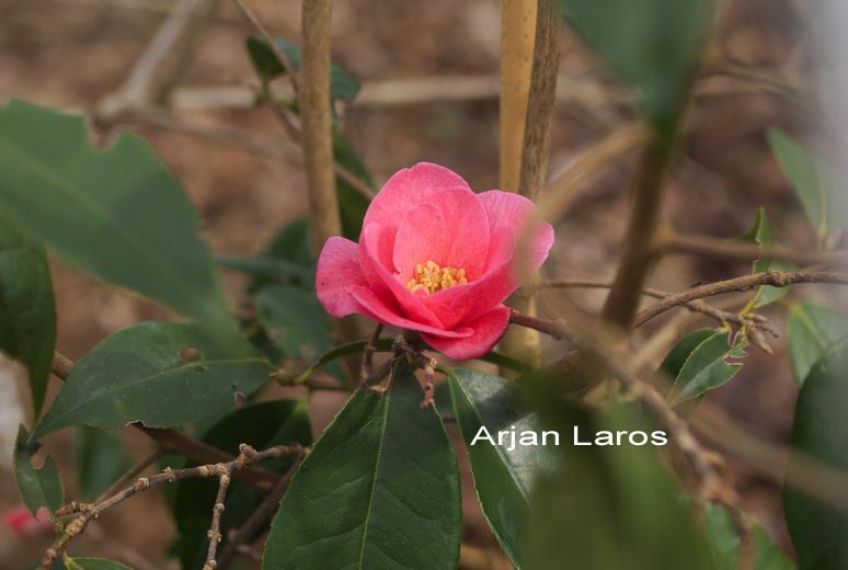 Camellia 'Crimson Candles' (70809)