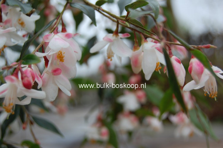 Camellia 'Elina Cascade'