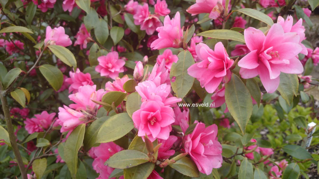 Camellia 'Fairy Wand'