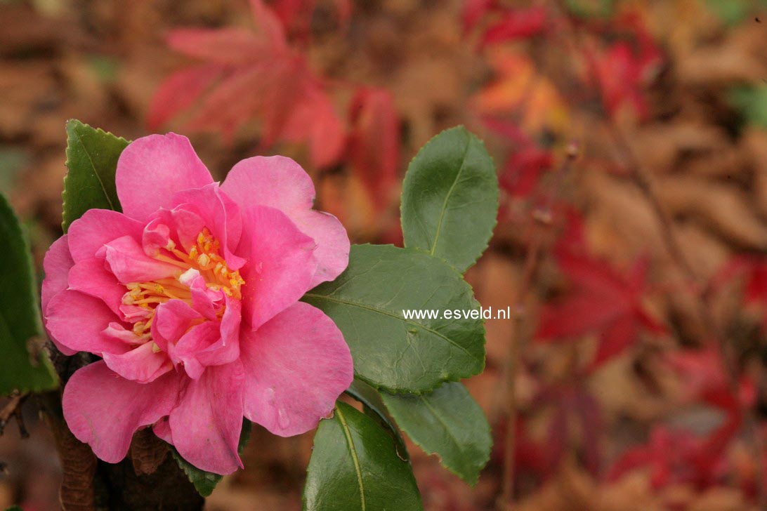 Camellia 'Frost Prince'