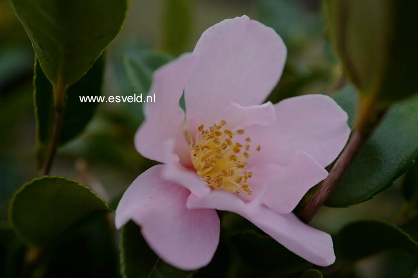 Camellia 'Londontowne Blush' (B4525)