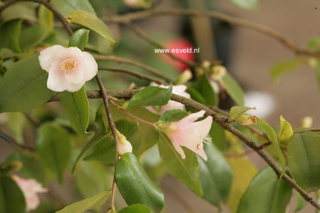 Camellia 'Rosaeflora Cascade' (89200)
