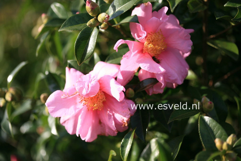 Camellia 'Snow Girl'