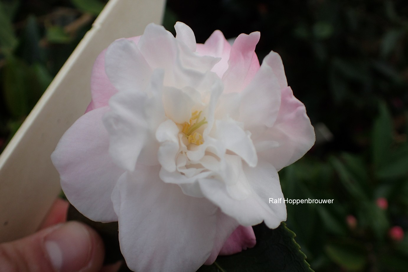 Camellia 'Sweet Jane'